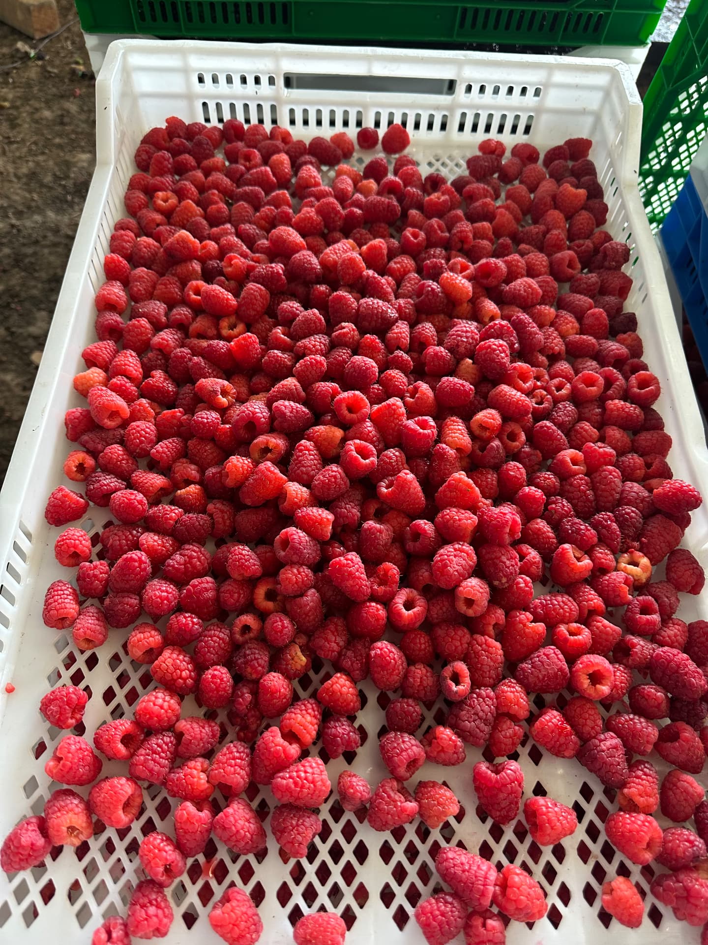 Frambuesa fresca recién cosechada